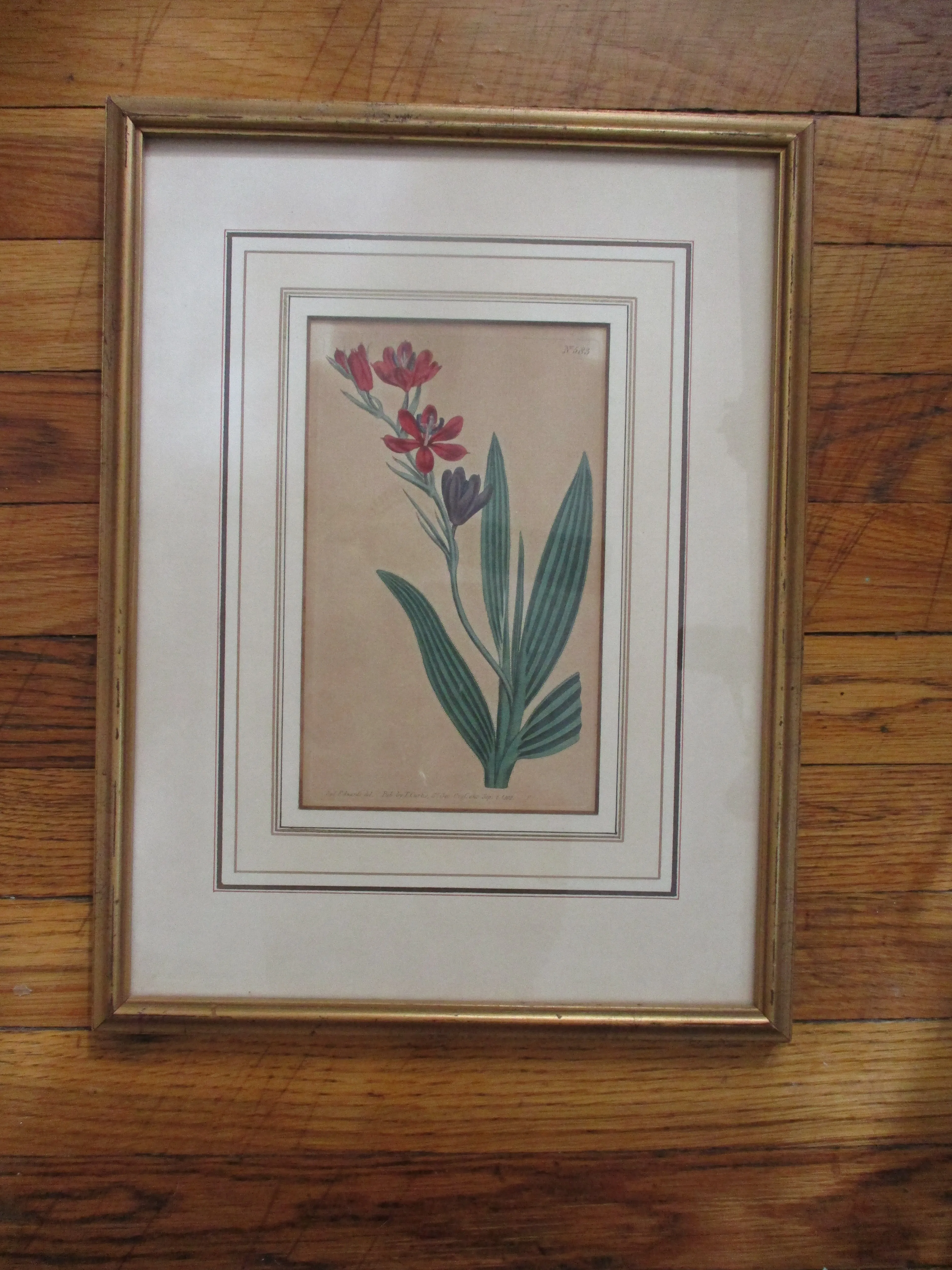 Antique 1802 SYD EDWARDS BOTANICAL FLORAL Framed Print ART No. 583