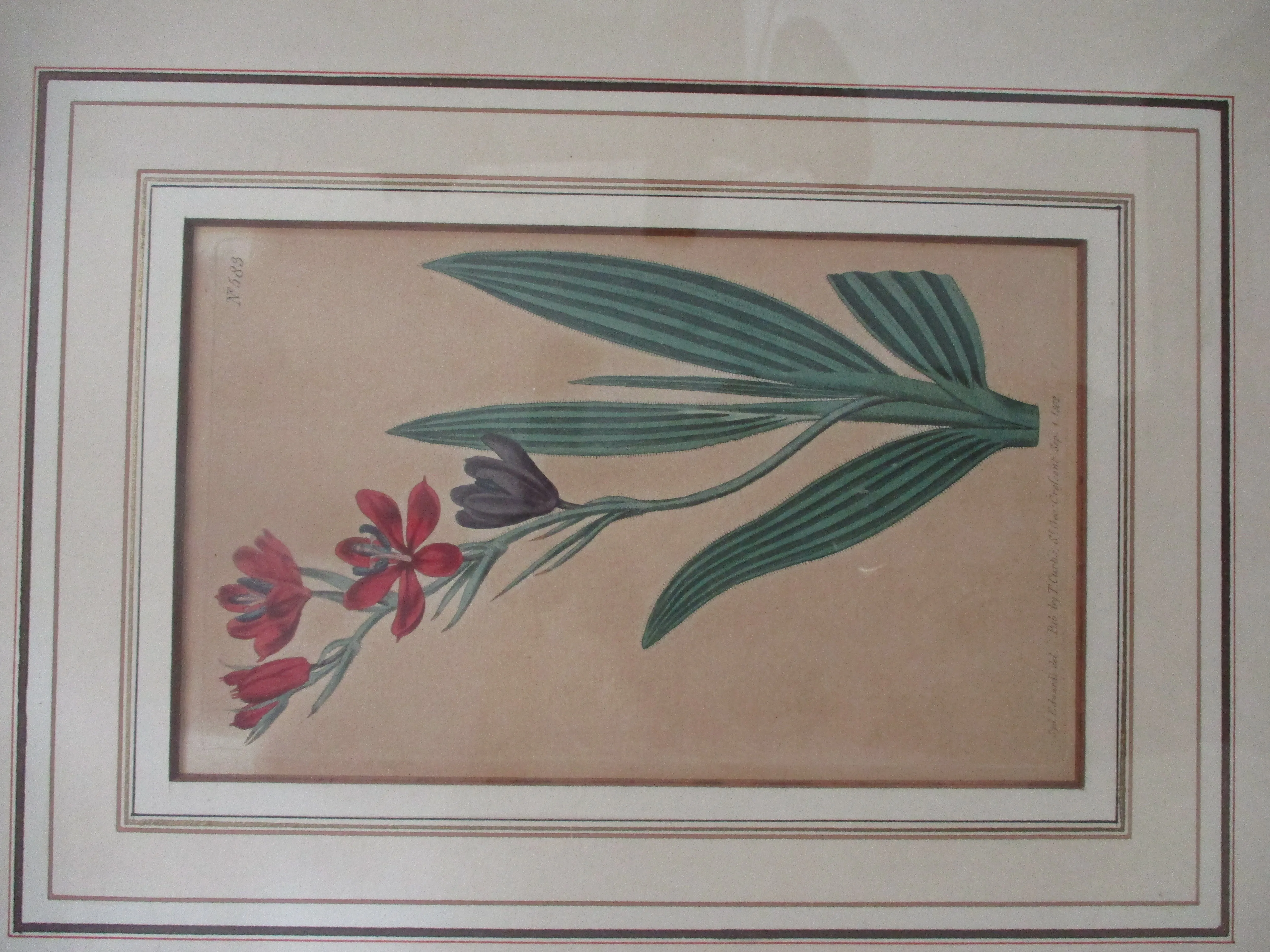 Antique 1802 SYD EDWARDS BOTANICAL FLORAL Framed Print ART No. 583