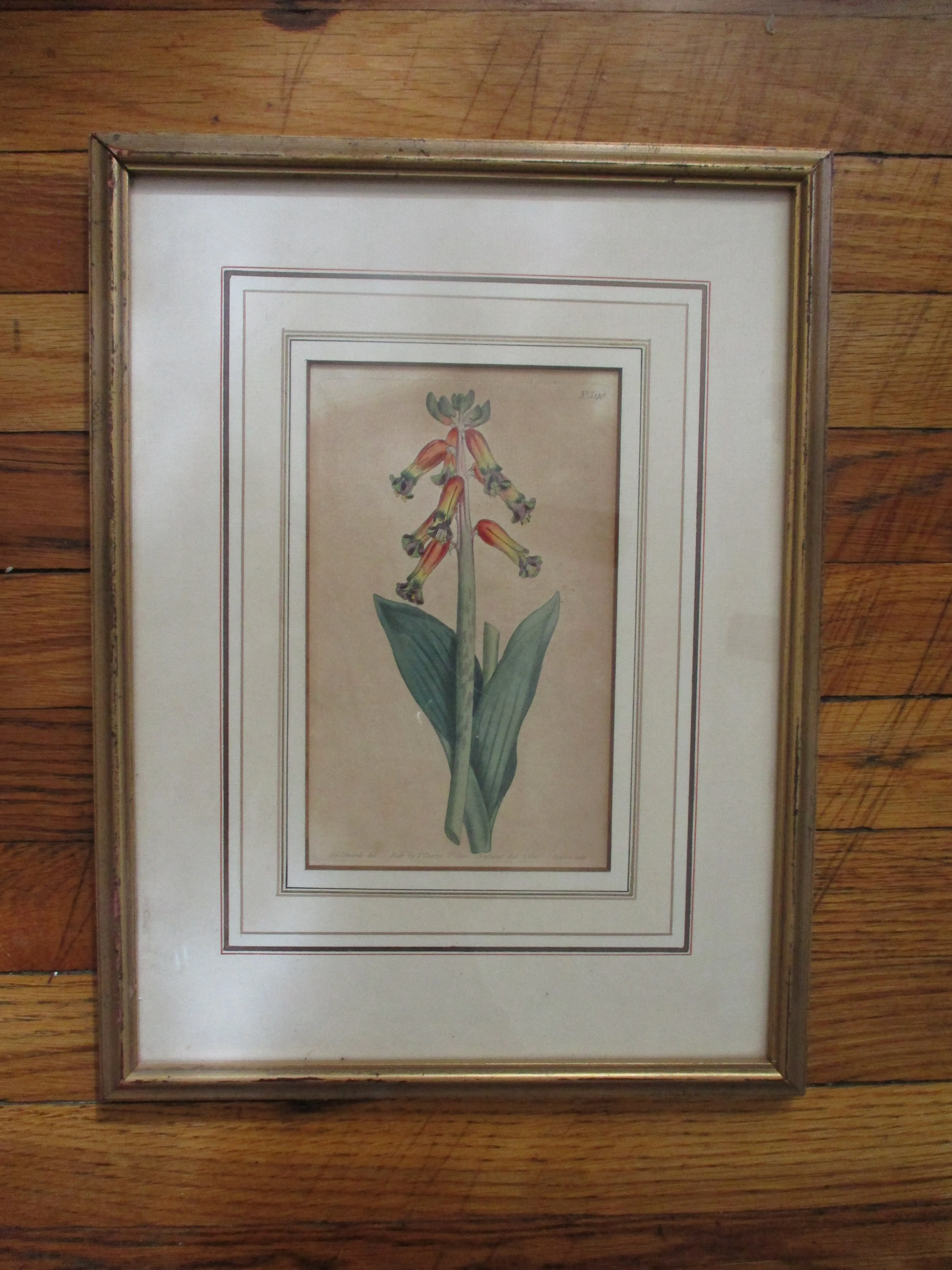 Antique 1802 SYD EDWARDS BOTANICAL FLORAL Framed Print ART No. 590