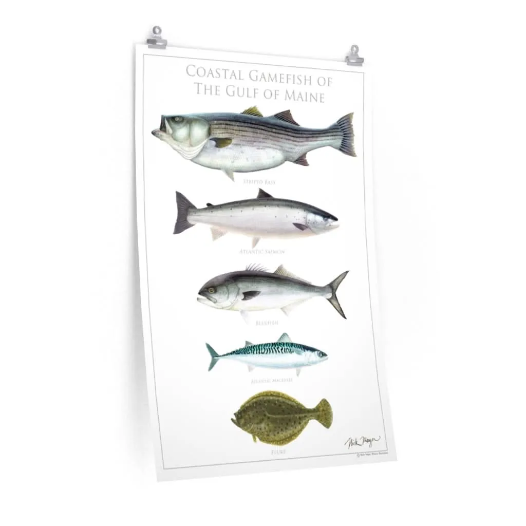 Coastal Gamefish of the Gulf of Maine Poster