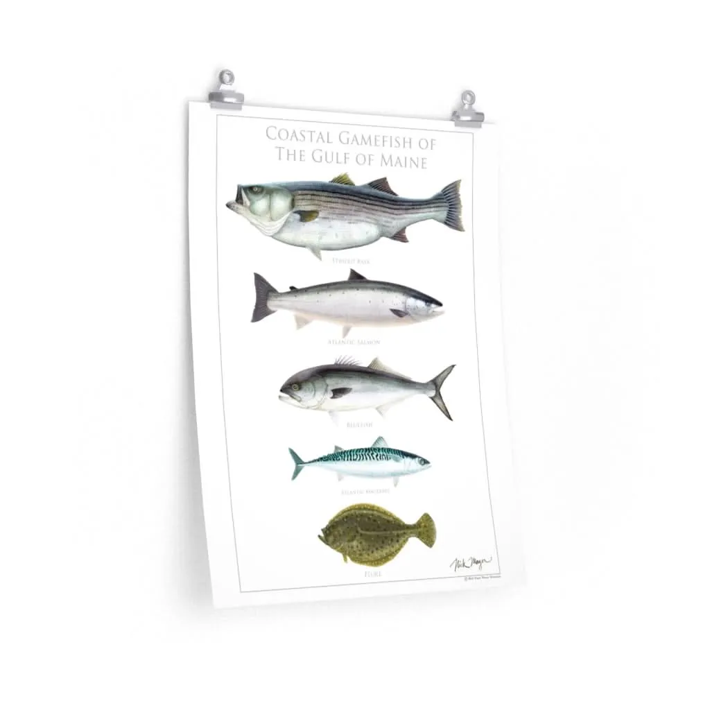 Coastal Gamefish of the Gulf of Maine Poster