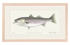 Striped Bass 30 lbs, Framed XL Hand-Signed Print