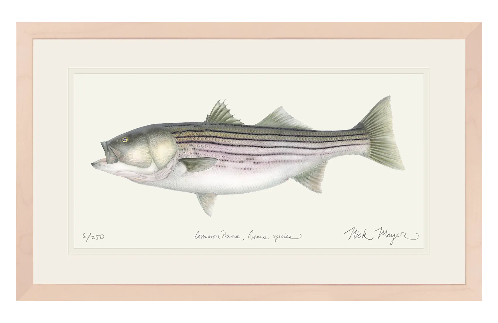 Striped Bass 30 lbs, Framed XL Hand-Signed Print